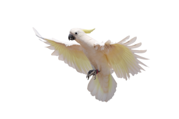 Beautiful Triton Cockatoo parrot flying isolated on transparent background png file	