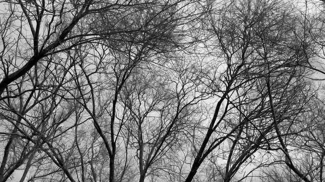 Movement of leafless trees. Sad day. Depression concept. Abstract Texture