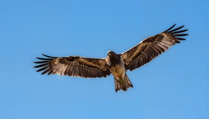 Fototapeta premium Eagle soaring with outstretched wings against blue sky
