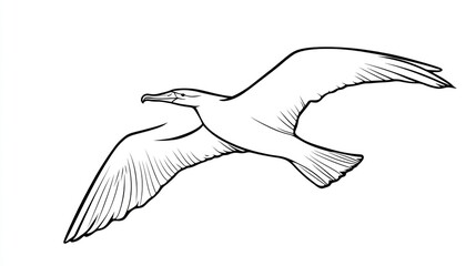 Obraz premium Monoline drawing of a seabird in flight. Detailed line art of a soaring bird with outstretched wings, showcasing its graceful flight