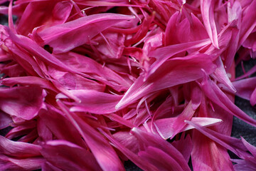 Background of fallen pink peony petals. Macro photography of petal texture
