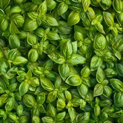 Many fresh Basil leaves texture background, fragrant spices pattern, Ocimum basilicum mockup, great basil