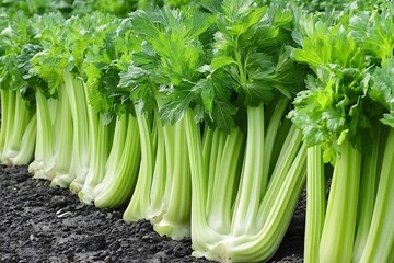 Obraz premium a row of celery plants