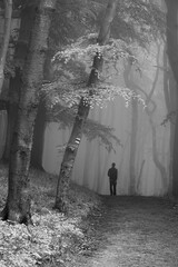 Walking in the fog in Jasmund on the island of Ruegen, Germany