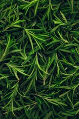 Fresh rosemary twig texture background, green rosemary sprig pattern, seasoning twigs banner