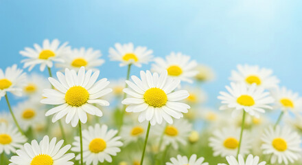 Fototapeta premium spring daisy flowers background banner