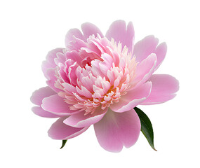 Obraz premium peony flower PNG. pink peony flower png. Beautiful springtime floral bloom of peony flower isolated on a transparent background. peony top view png. peony flat lay isolated