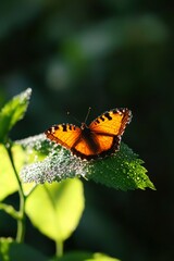 Obraz premium Vibrant butterfly on dewy leaf