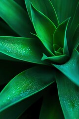 Obraz premium Close-up of vibrant succulent leaves