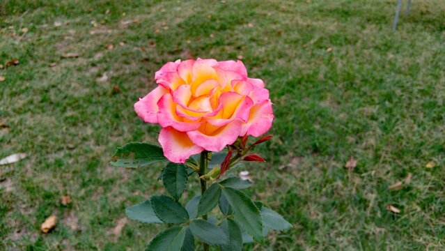 pink and yellow rose  - Powered by Adobe