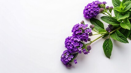 Fototapeta premium Heliotrope Flowers Flat Lay, Natural Organic Scent, Diagonal Composition, Copy Space