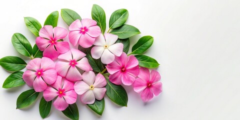 Fototapeta premium Luxury Catharanthus Rose Flat Lay: Minimalist Aerial View for Branding & Design