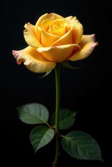 Fototapeta premium A Single Golden Rose in Dark Background Elegance, Beauty, and Natural Simplicity