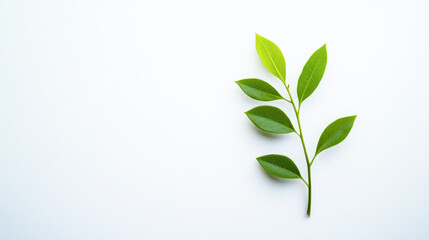 Fototapeta premium Minimalist green leaf branch on white background