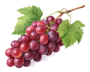 grapes isolated on white background.png
