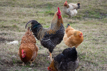 A rooster and chickens are walking in the yard. Rural landscape.