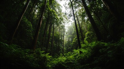 Fototapeta premium Lush forest canopy