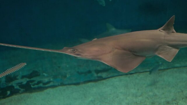 Largetooth sawfish swimming in aquarium tank