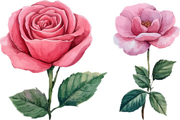 Fototapeta premium pink rose isolated on white background