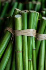 Bundled green bamboo stalks