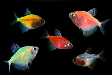 Black tetra, Gymnocorymbus ternetzi on a black background.