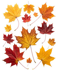 top view autumn falling leaves isolated on white background png