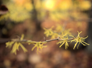 11月に美しく咲いたアメリカマンサク