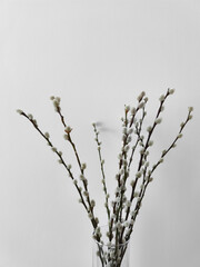 Obraz premium Willow branches standing in a glass vase against a white wall copy space for spring equinox day or easter