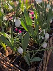 Delicate snowdrop flowers blooming in spring, prague, czechia