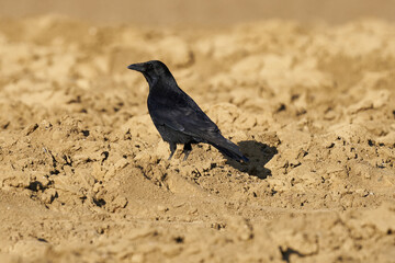 Kolkrabe auf einem Acker