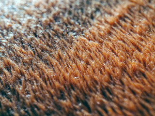 Macro of details brown carpet, background and Texture of orange carpet