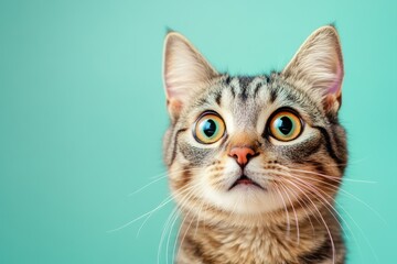 Crazy surprised cat staring with big eyes, against a dynamic, colorful background for added fun