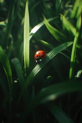 Ladybug on Grass in Sunlight