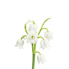 Fototapeta premium Beautiful white lily of the valley flower with bell shaped blooms exuding elegance and sweet fragrance