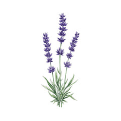 Naklejka premium Close up of elegant violet lavender flowers with rich color and delicate petals perfect for a calming and sophisticated concept