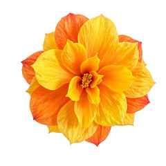 Vibrant orange and yellow begonia with overlapping petals radiating tropical beauty on a clean white background