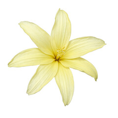 Soft yellow maranta flower with slender petals and a subtle gradient highlighting its graceful and gentle beauty