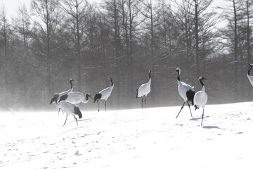 Japanese cranes of Hokkaido