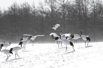 Cranes of Hokkaido
