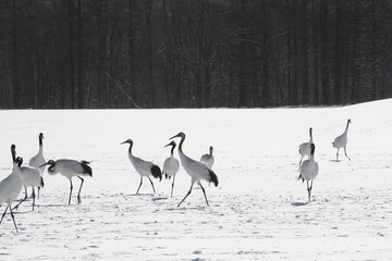 Cranes of Hokkaido