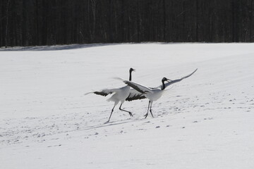 Cranes of Hokkaido