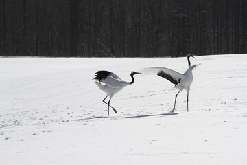 Cranes of Hokkaido