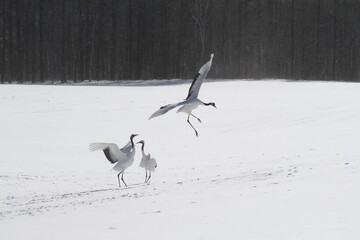 Cranes of Hokkaido