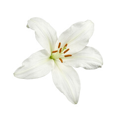 Obraz premium A delicate white lily flower with smooth petals and a golden center symbolizing purity and grace