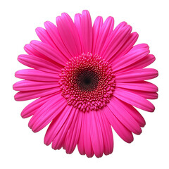 Vibrant fuchsia gerbera daisy with long thin petals on a white backdrop exuding playfulness and cheer
