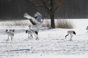 Cranes of Hokkaido
