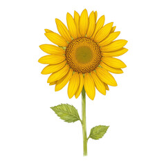 Fototapeta premium Vibrant yellow sunflower with large petals and golden center exuding warmth and positivity on a white background