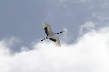 Cranes of Hokkaido