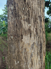 Teak Tree Bark Texture Close-Up, Outdoor Teak Tree Trunk in Natural Light