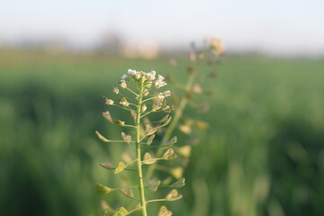 Dried shepherd's purse flowers on white background, Macro of Shepherd's purse field, Close up of heart shape pods of Shepherd's purse, Capsella bursa-pastoris